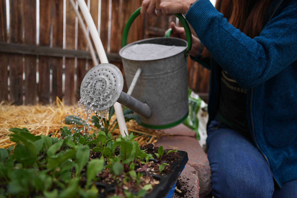 Heather Grady waters beet seedlings Thursday, April 9, 2026, in Denver. (AP photo/Brittany Peterson)