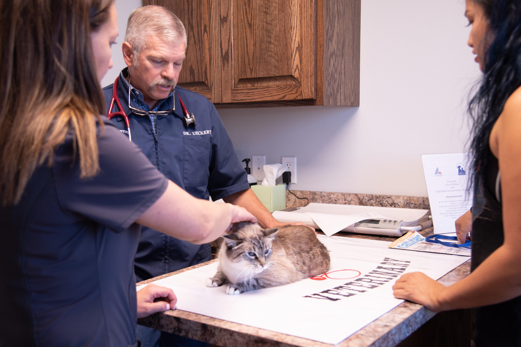 This photo provided by the Texas Veterinary Medical Association shows veterinarian Russell Ueckert treating a cat at his clinic in Abilene, Texas, in August 2019. (Abel Amendare/Texas Veterinary Medical Association via AP)