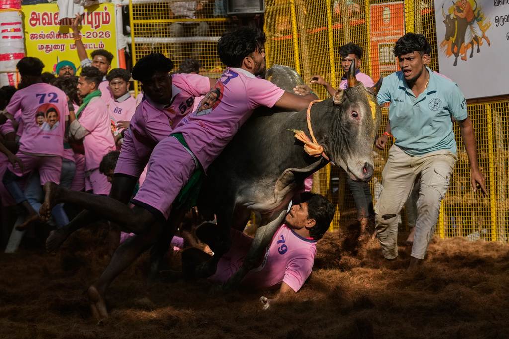 A tamer falls as a bull charges during the Jallikattu bull-taming event at the annual harvest festival called Pongal in Palamedu village on the outskirts of Madurai, India, Thursday, Jan. 15, 2026. (AP Photo/Mahesh Kumar A.)