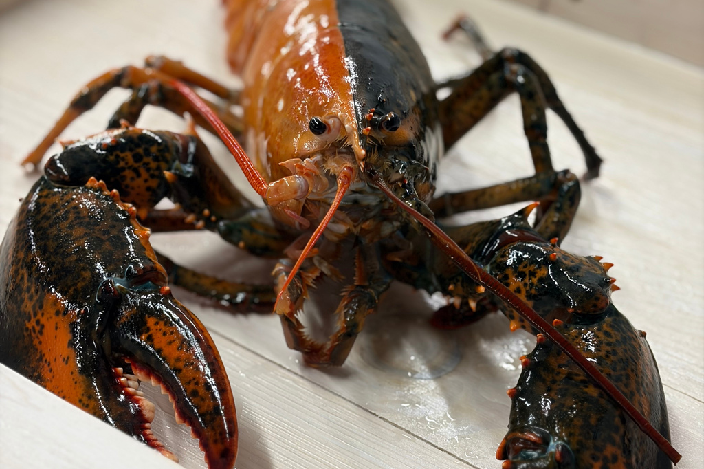 A rare split-color lobster is seen at the Wellfleet Shellfish Company, in Eastham, Mass., April 17, 2026. (Shannon Keresey/Wellfleet Shellfish Company via AP)