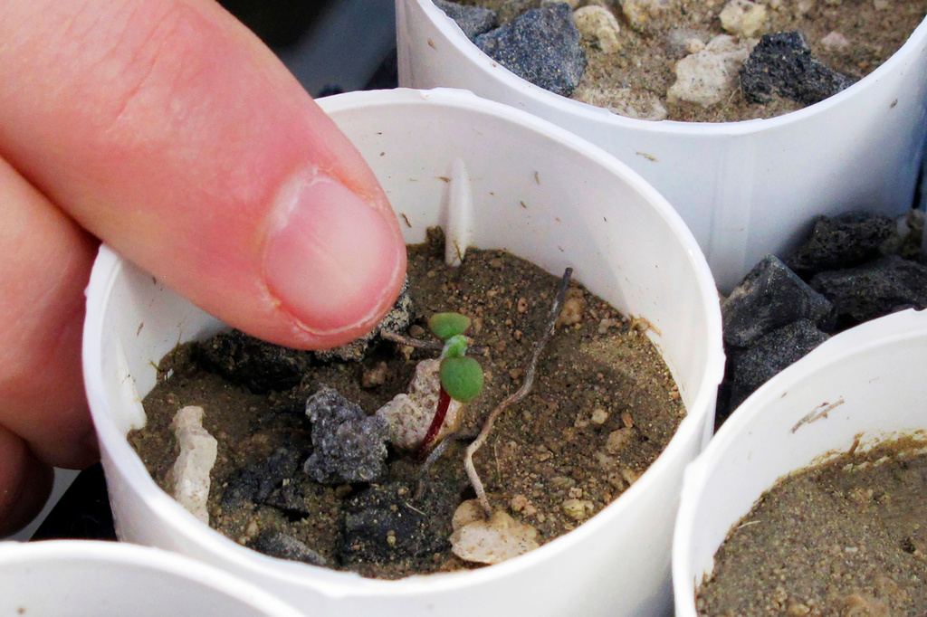 FILE - A tiny Tiehm's buckwheat sprouts on Feb. 10, 2020, at a University of Nevada campus greenhouse, in Reno, Nev. (AP Photo/Scott Sonner, File)