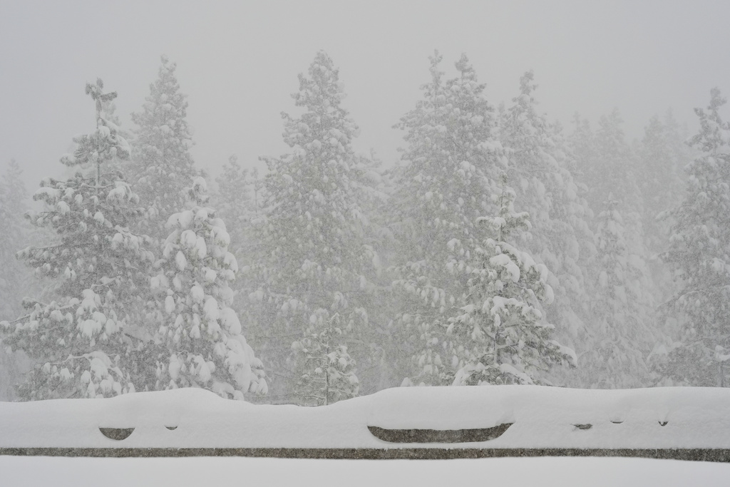 Snow comes down on pine trees along interstate 80 during a snow storm Thursday, Feb. 19, 2026, near Camp Spaulding in Placer County, Calif. (AP Photo/Godofredo A. Vásquez)