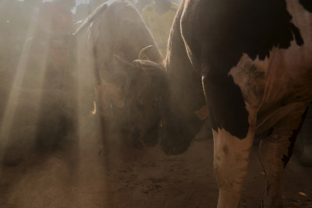 Fighting bulls Shakahola and Promise lock horns at a bullfight, in Kakamega, Kenya, Saturday, Nov. 29, 2025. (AP Photo/Brian Inganga)