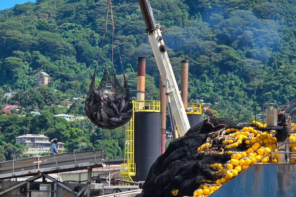 This photo provided by Jess Rattle shows a tuna catch being hauled in by a net aboard a purse seiner, April 24, 2025, in Port Victoria, in the Seychelles. (Jess Rattle via AP)