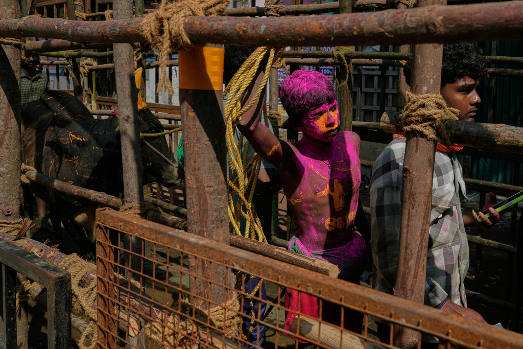 Bull owners line up with their animals as they wait to compete in the Jallikattu bull-taming event at the annual harvest festival called Pongal in Avaniyapuram village on the outskirts of Madurai, India, India, Thursday, Jan. 15, 2026. (AP Photo/Mahesh Kumar A.)