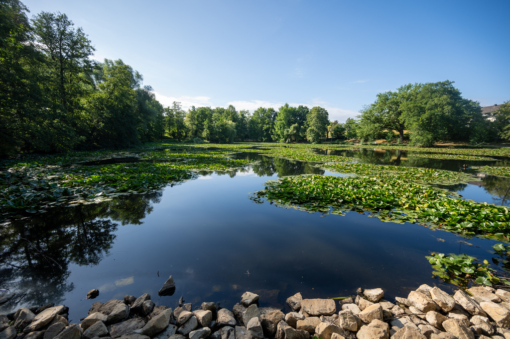 Water lilies form small islands on Mattheiser Pond. where the water level has dropped and the shoreline is nearly dry following several days of prolonged dry weather, in Trier, Germany, Thursday, Aug. 6, 2026. (Harald Tittel/dpa via AP)