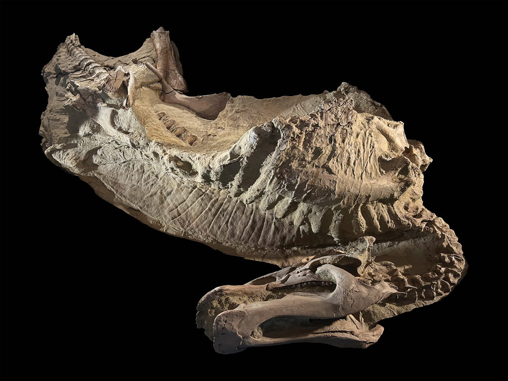 This image provided by the University of Chicago shows a mummy of a duck-billed dinosaur resting on its ribcage. (Tyler Keillor, The University of Chicago via AP)