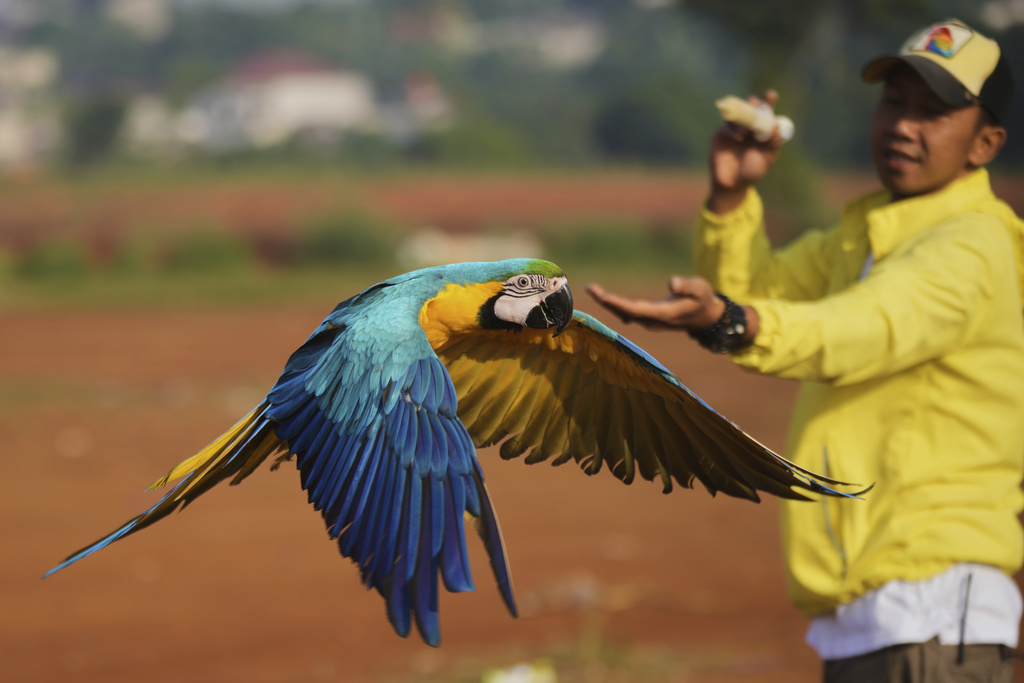 Albi Albar Ramli trains macaws in a field in Depok, on the outskirts of Jakarta, Indonesia, Saturday, Aug. 16, 2025. (AP Photo/Tatan Syuflana)