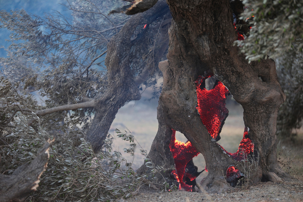 Embers smolder inside an olive tree during a wildfire in the Rethymno region on the southern Greek island of Crete, Wednesday, July 29, 2026, where two firefighters died while battling the blaze. (AP Photo/Giannis Angelakis)