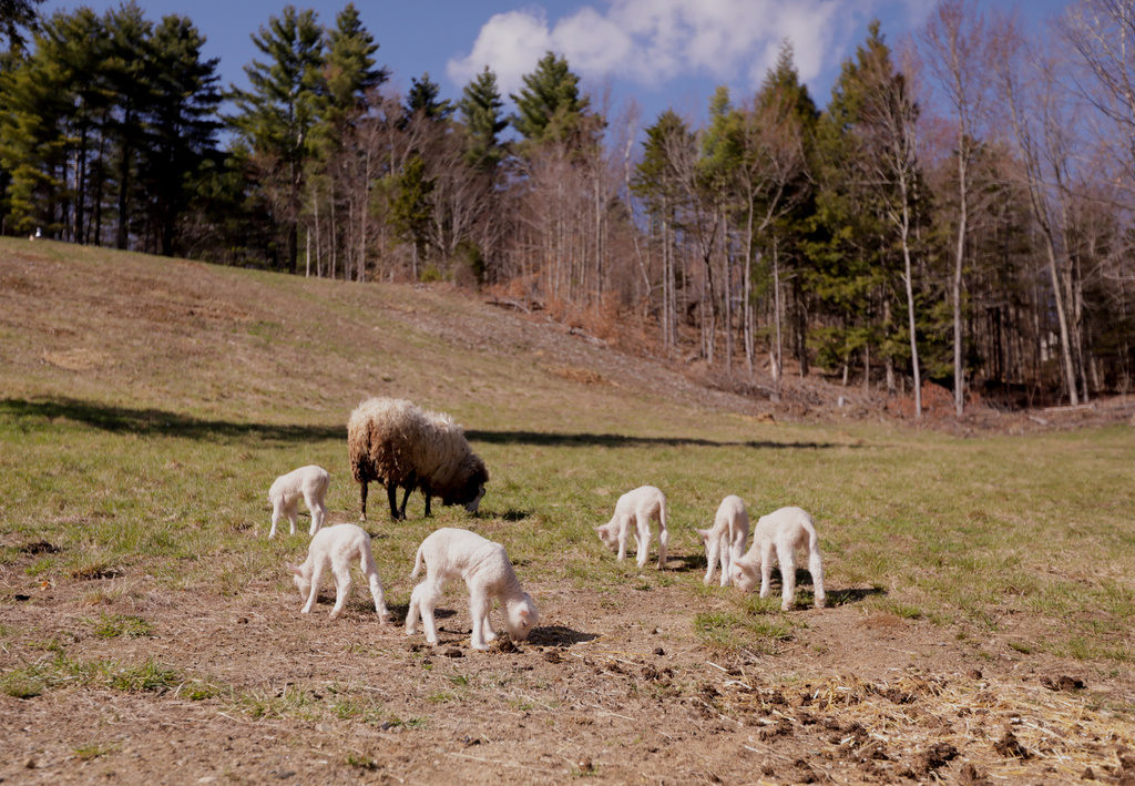 A ewe and her sextuplet lambs graze at Clover and Bee Farm, Thursday, April 23, 2026, in Underhill, Vt. (AP Photo/Amanda Swinhart)