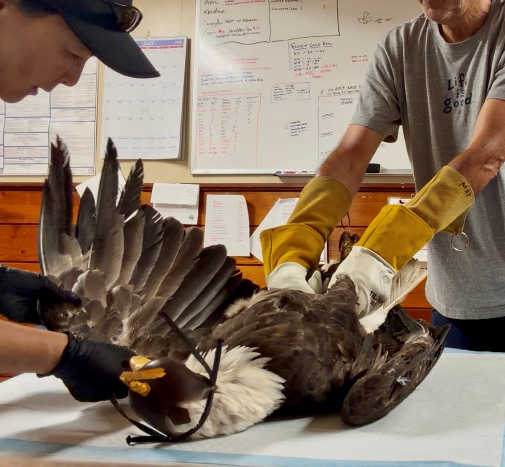 Jackie the bald eagle is examined on July 18, 2026, at the Los Angeles County Parks San Dimas Raptor Rescue Center in San Dimas, Calif. (Los Angeles County Parks San Dimas Raptor Rescue Center via AP)