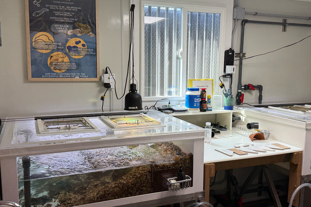 An aquarium tank runs in the frog nursery room at the Aquarium of the Pacific, Friday, Sept. 18, 2026 in Long Beach, Calif. (AP Photo/Jaimie Ding)