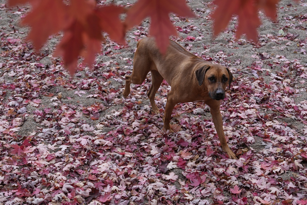 A dog plays on colorful dried leaves in Toronto, Sunday, Nov. 2, 2025. (AP Photo/Kamran Jebreili)