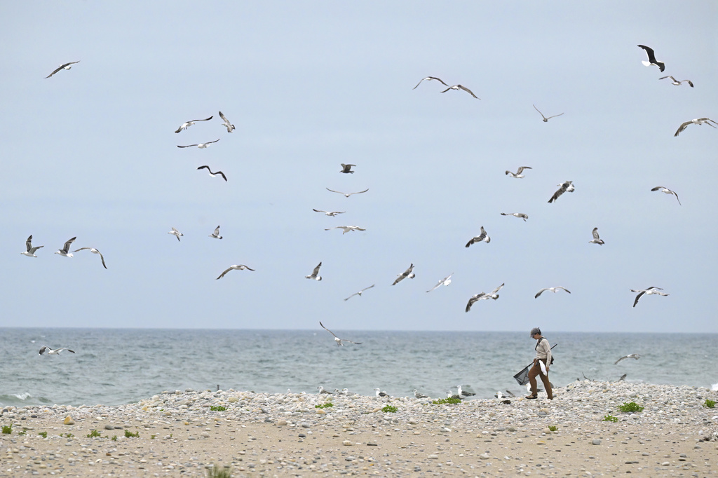 Shorebird Crew Lead Mary Bertschi of the United States Fish and Wildlife Service tracks down a juvenile oystercatcher that took off running at Trustom Pond National Wildlife Refuge in South Kingstown, R.I., June 19, 2026. (AP Photo/Jessica Hill)