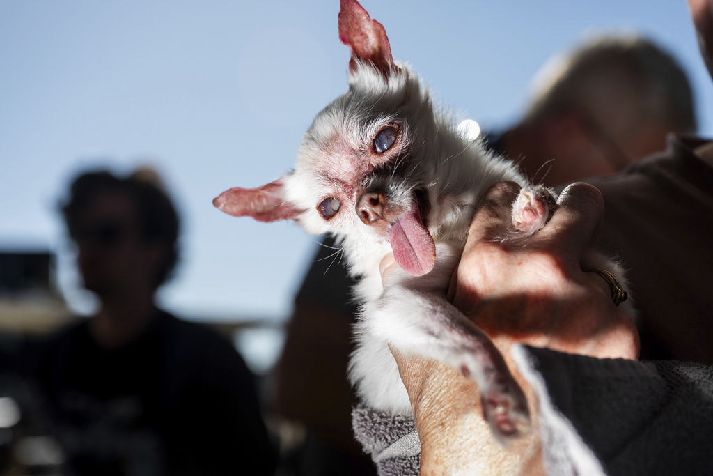 Nezumi, a 13-year-old Chihuahua, waits to compete in the World's Ugliest Dog Contest at the Sonoma County Fair in Santa Rosa, Calif., on Friday, Aug. 8, 2025. (AP Photo/Noah Berger)