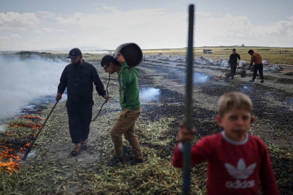 Syrian workers burn green wheat to produce freekeh, a roasted green wheat grain widely used in Levantine cuisine, by harvesting immature wheat and roasting it over open flames to separate and preserve the grains, on the outskirts of Taftanaz, northwestern Syria, Sunday, May 24, 2026. (AP Photo/Ghaith Alsayed)