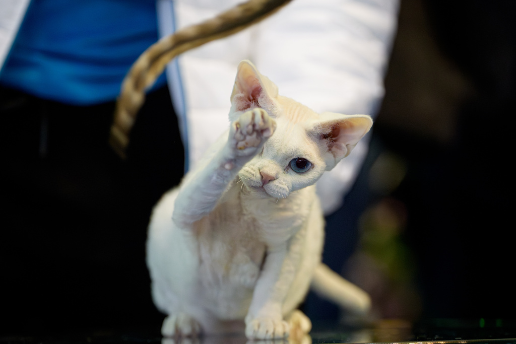 A Devon Rex cat plays as she is evaluated by a judge during the FIFe World Show Romania 2025, the world's largest cat event, held in a different country every year, which brought together more than 1000 cats from over 30 countries, in Bucharest, Romania, Saturday, Oct.25, 2025. (AP Photo/Andreea Alexandru)