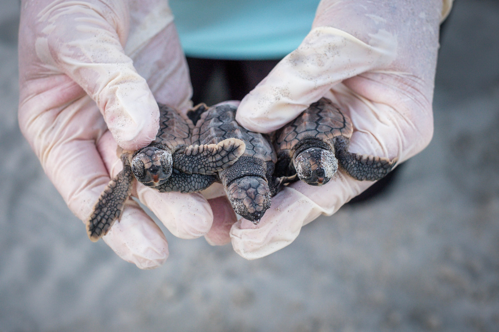 Kris Williams Carroll, director of the Caretta Research Project, holds three loggerhead hatchlings found during the excavation of a nest on Wassaw Island, Ga., July 18, 2026. (Justin Taylor/The Current GA/CatchLight/Report for America via AP)