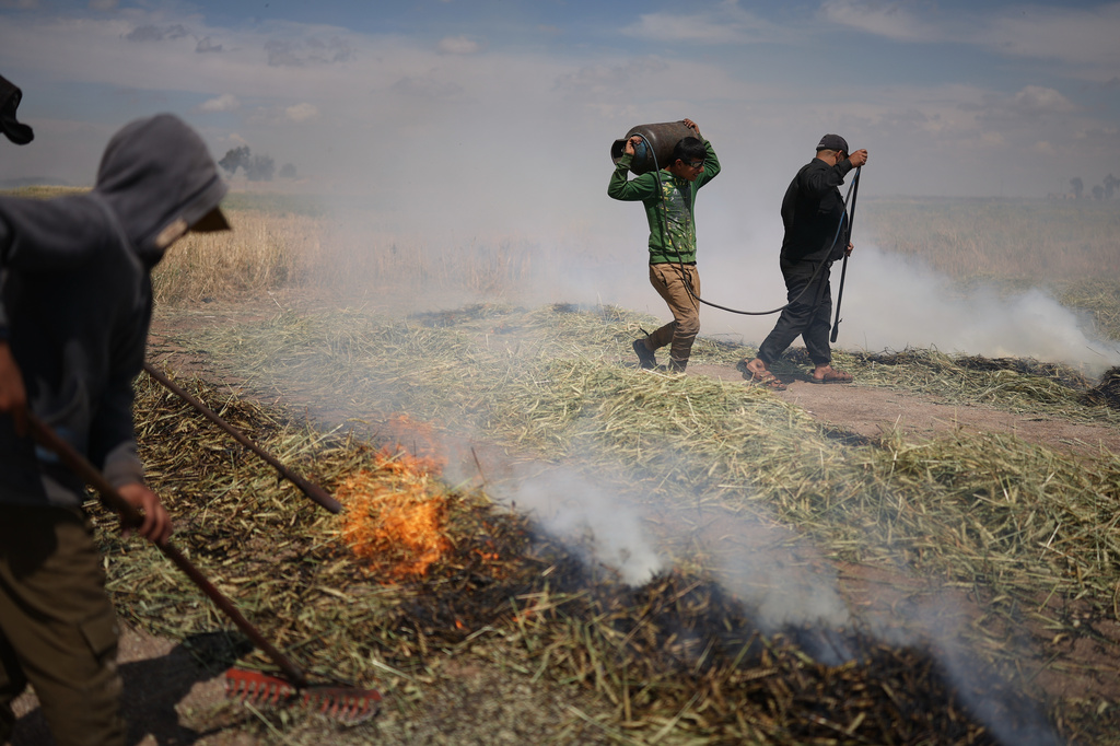 Syrian workers burn green wheat to produce freekeh, a roasted green wheat grain widely used in Levantine cuisine, by harvesting immature wheat and roasting it over open flames to separate and preserve the grains, on the outskirts of Taftanaz, northwestern Syria, Sunday, May 24, 2026. (AP Photo/Ghaith Alsayed)