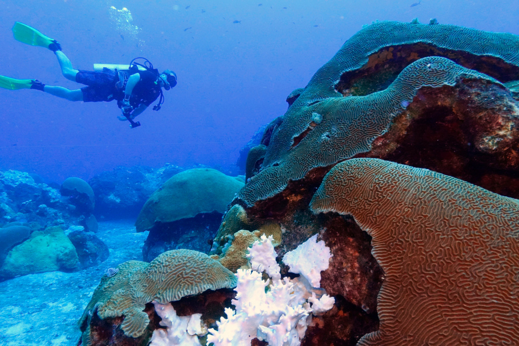 FILE - Bleached coral sits next to healthy coral during a scuba dive at the Flower Garden Banks National Marine Sanctuary in the Gulf of Mexico, off the coast of Galveston, Texas, Sept. 15, 2023. (AP Photo/LM Otero, File)