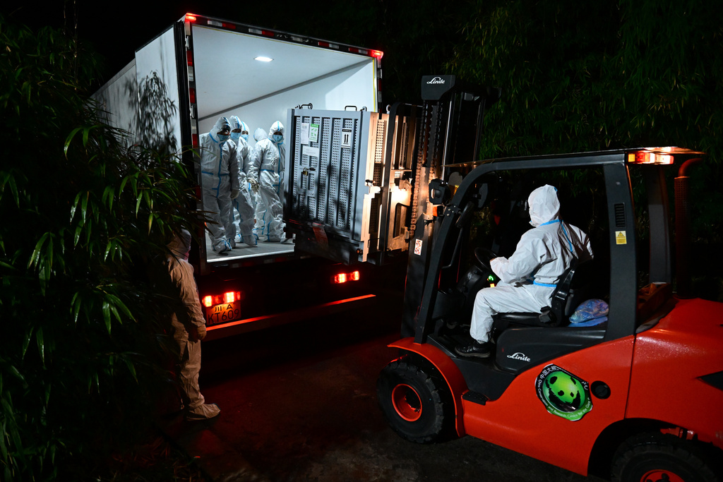 In this photo taken in the early hours of Jan. 28, 2026, and released by China Conservation and Research Center for Giant Panda, workers welcome the arrival of giant pandas Xiao Xiao and Lei Lei after their return from Japan to the southwestern China's Sichuan province. (China Conservation and Research Center for Giant Panda via AP)