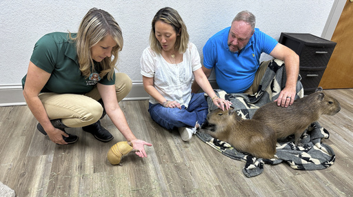 At Florida's Capybara Cafe, patrons hang out with the 'it' animals of ...