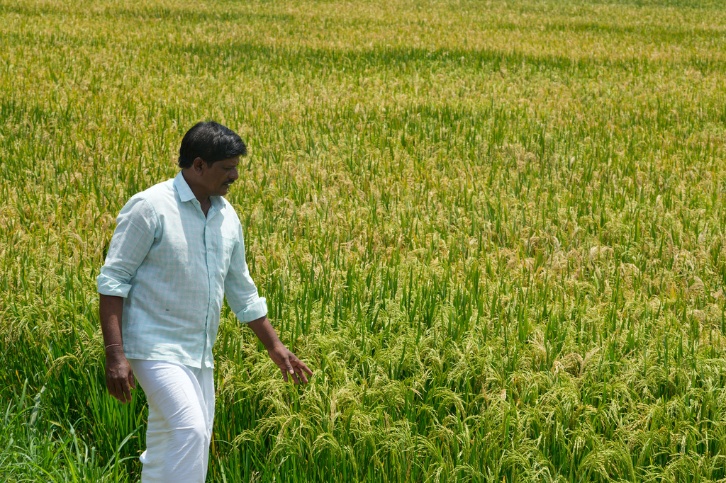 Kavali Narsimhulu, 46, walks through his paddy fields in Padmaram village, Ranga Reddy district, about 70 kilometers (43 miles) from Hyderabad, India, Saturday, May 9, 2026. (AP Photo/Mahesh Kumar A.)