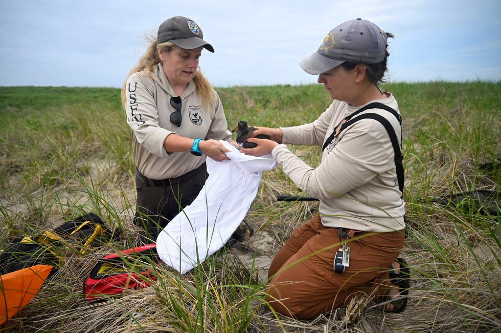 Shorebird Crew Lead Mary Bertschi, right, places a chick oystercatcher into a pillowcase held by Wildlife Biologist Maureen Durkin at Trustom Pond National Wildlife Refuge in South Kingstown, R.I., June 19, 2026. Placing the bird in a pillowcase helps to calm the bird. (AP Photo/Jessica Hill)
