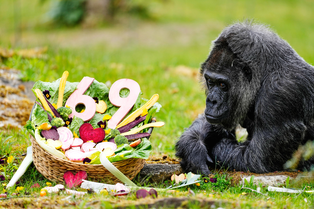 Fatou, the oldest of Berlin's zoo and also believed to be the world's oldest gorilla, eats vegetables to celebrate her 69th birthday in Berlin, Germany, Monday, April 13, 2026. (AP Photo/Markus Schreiber)