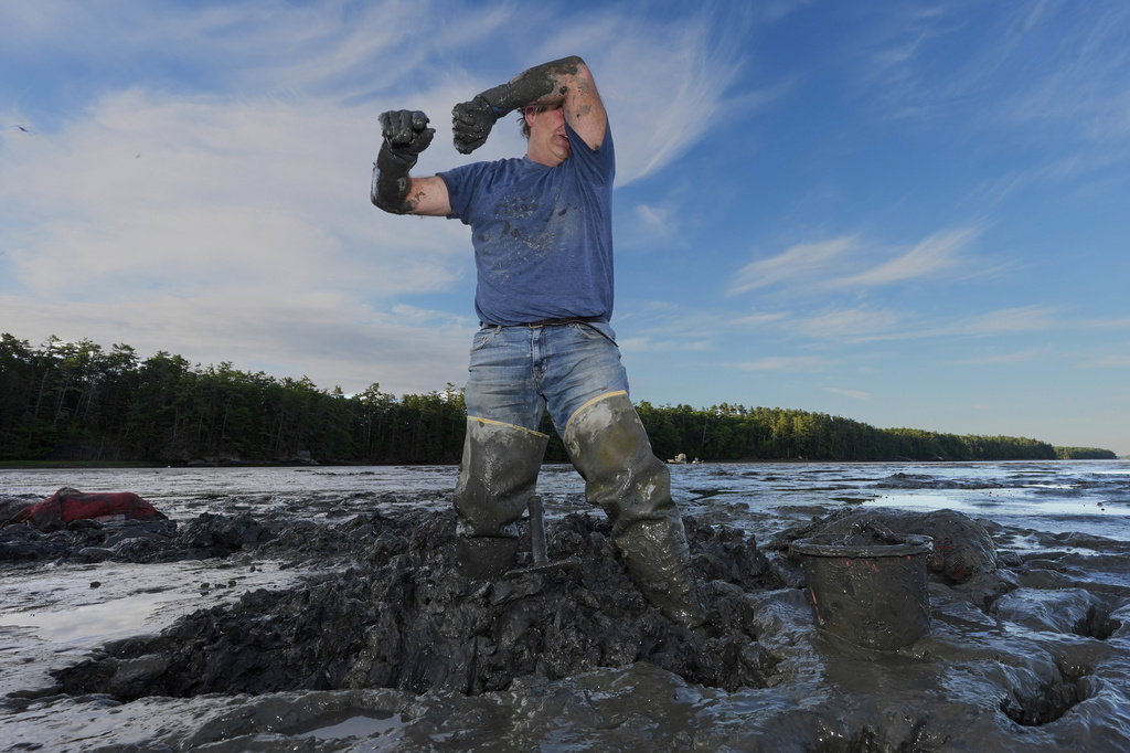 Chad Coffin wipes sweat from his face while harvesting clams in the mud at low tide on the Harraseeket River, Tuesday, June 16, 2026, in Freeport, Maine. (AP Photo/Robert F. Bukaty)