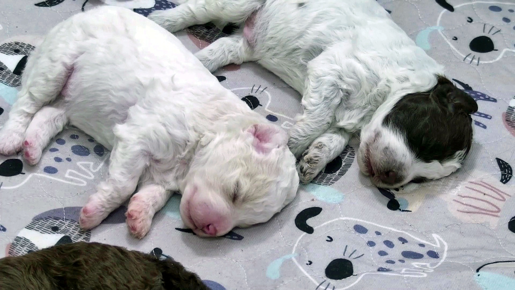 In this image taken from video puppies of the Lagotto Romagnolo dog Hilkka sleep in Finland, Thursday, Oct. 15, 2026. (Breeder's album, Julia Kiiskinen/Yle - The Finnish Broadcasting Company via AP)