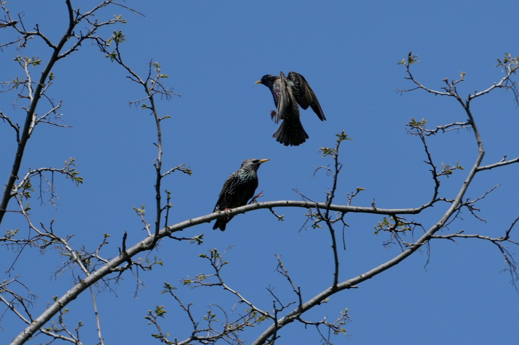 Common starlings are seen on a tree in a small forest dubbed the Nightingale's Forest near the village of Plandiste, in the flat, farming region of Serbia, Thursday, April 16, 2026. (AP Photo/Darko Vojinovic)