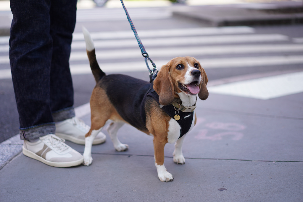 Bailey, a gene-edited hypoallergenic beagle, poses for a photo in New York on Aug. 4, 2026. (AP Photo/Mary Conlon)