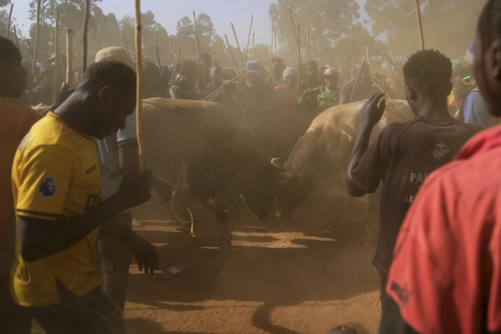 A crowd of spectators encircles fighting bulls Shakahola and Promise as they lock horns at a bullfight, in Kakamega, Kenya, Saturday, Nov. 29, 2025. (AP Photo/Brian Inganga)