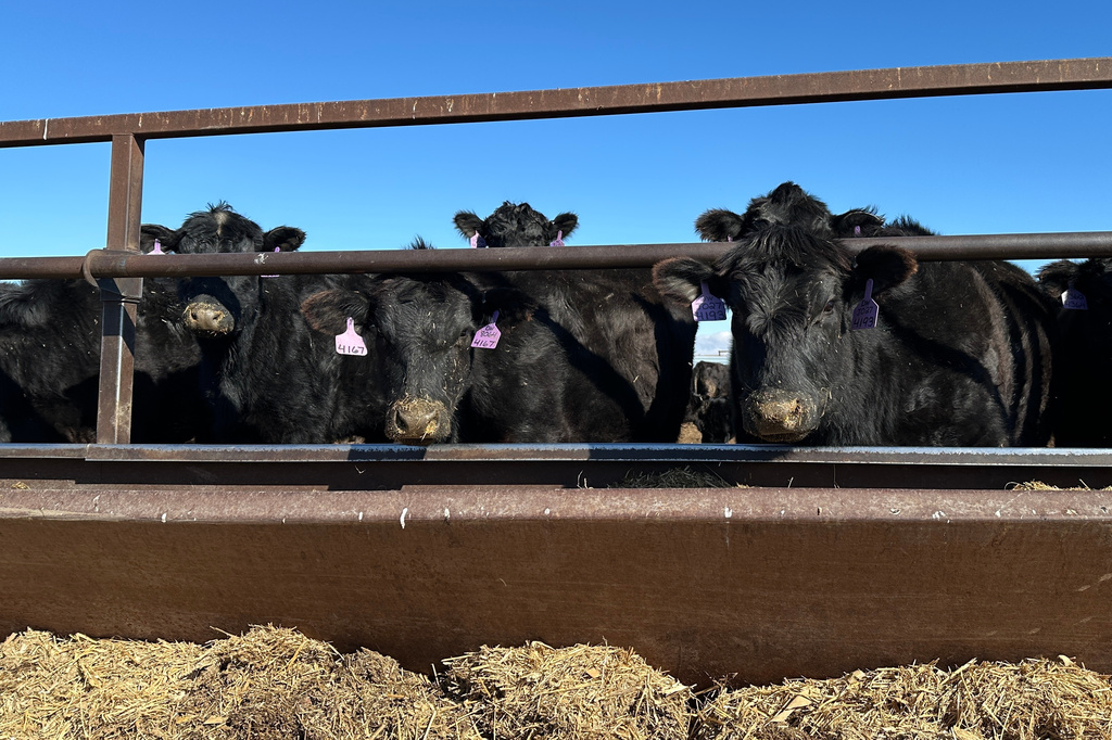 FILE - Beef cows gather at the Diamond J Angus Ranch, March 31, 2026 near Mandan, N.D. (AP Photo/Jack Dura, File)