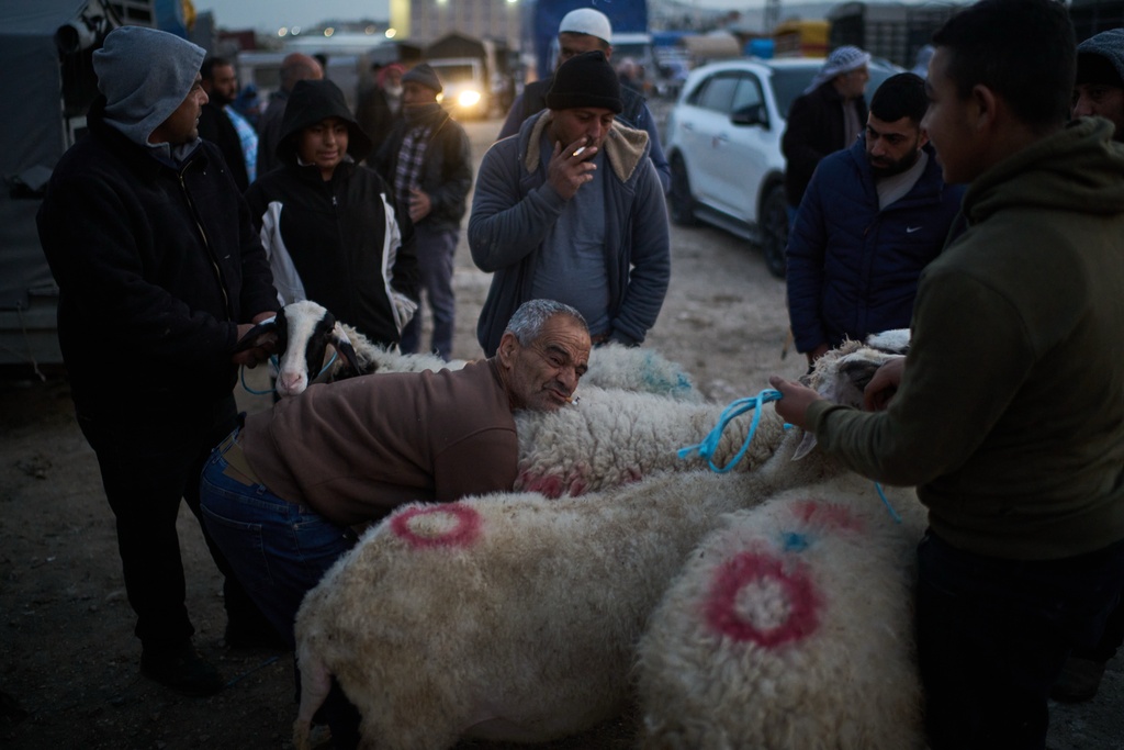 A Palestinian checks a sheep before buying it at a livestock market near Balata refugee camp on the outskirts of the West Bank city of Nablus, Thursday, Feb. 12, 2026. (AP Photo/Leo Correa)