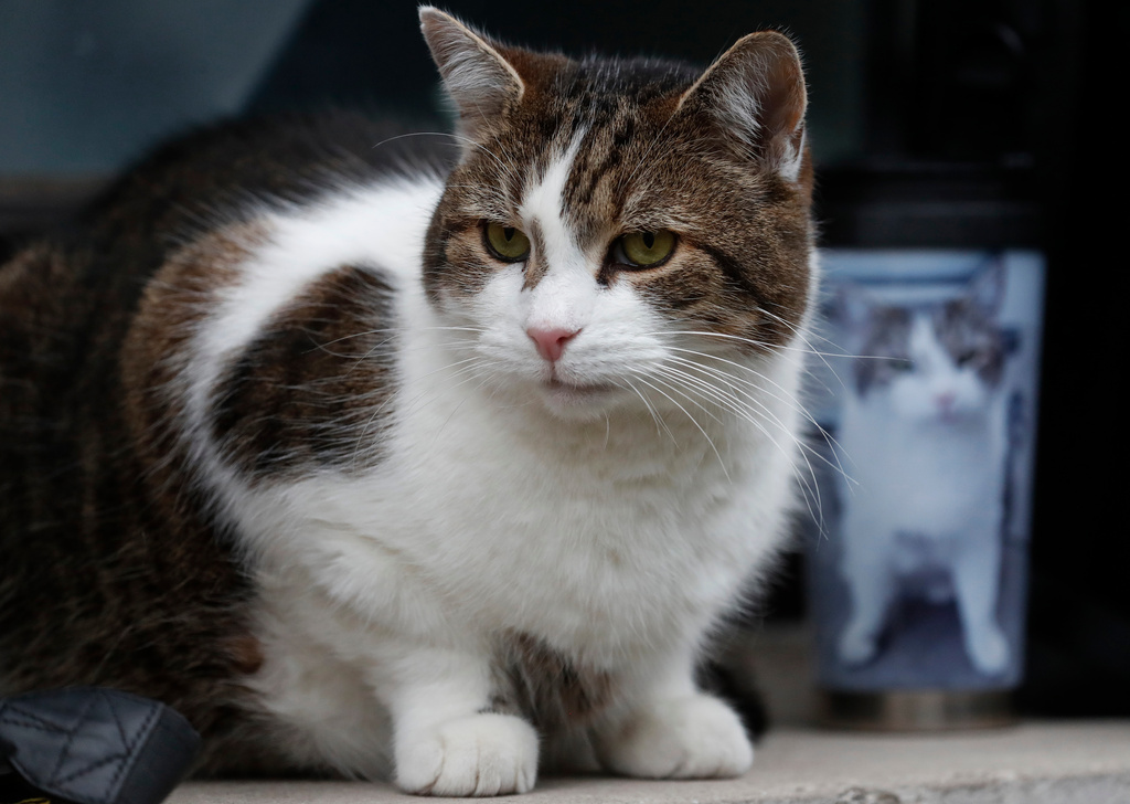 FILE - Larry the cat, Chief Mouser to the Cabinet Office sits among journalists outside 10 Downing Street, seen with a photographer's cup featuring a portrait of Larry, in London, Wednesday, Dec. 9, 2020. (AP Photo/Frank Augstein, File)