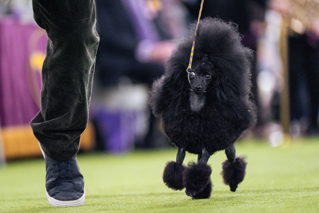 A black toy poodle walks in the demo ring at the 150th Westminster Kennel Club Dog Show, Monday, Feb. 2, 2026, in New York. (AP Photo/Angelina Katsanis)