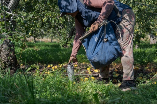 A worker reaches for a water bottle while harvesting pears at an orchard in Naches, Wash., Thursday, Aug. 28, 2025. (AP Photo/Annika Hammerschlag) A worker reaches for a water bottle while harvesting pears at an orchard in Naches, Wash., Thursday, Aug. 28, 2025. (AP Photo/Annika Hammerschlag)