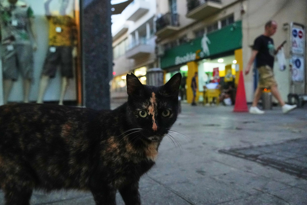 A cat is seen in capital Nicosia, Cyprus, Sept. 26, 2025. (AP Photo/Petros Karadjias)
