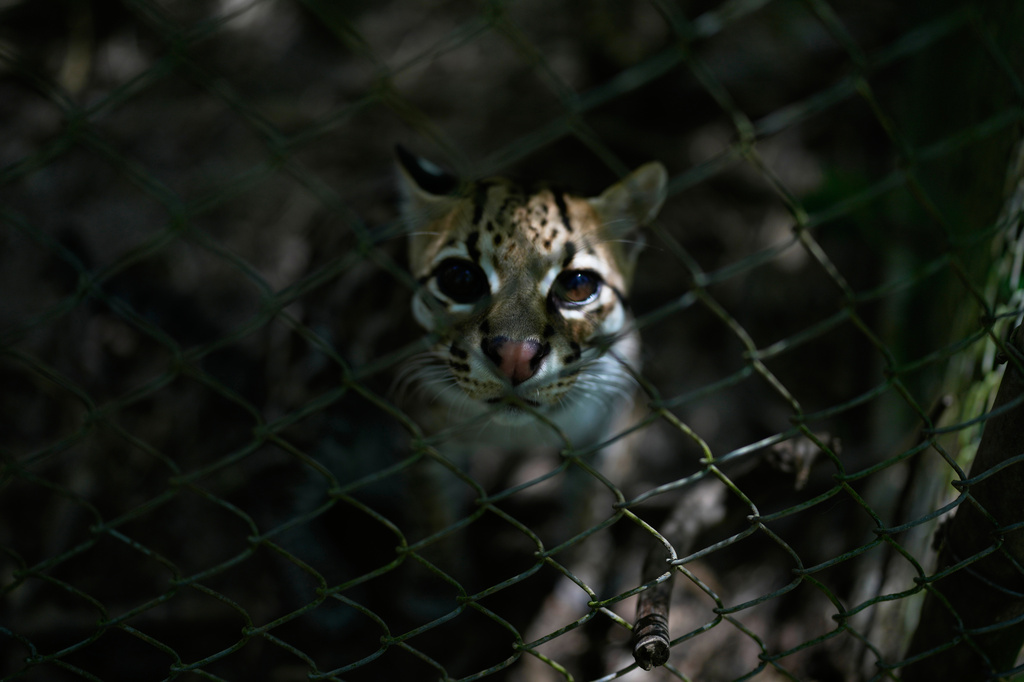 A small spotted wild cat identified as a new species, Leopardus tilcayo, stands inside Senda Verde wildlife sanctuary in Bolivia's Yungas region, near Coroico, Sunday, Sept. 20, 2026. (AP Photo/Juan Karita)
