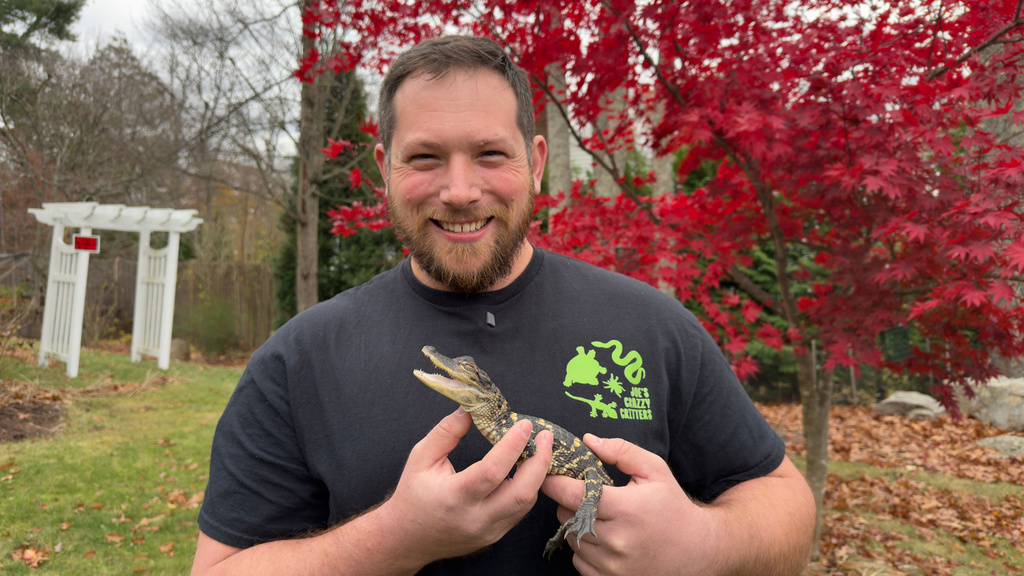 Joe Kenney holds an alligator he rescued after it was discovered in Boston's Charles River, Thursday, Nov. 13, 2025 in Abington, Mass. (AP Photo/Rodrique Ngowi)