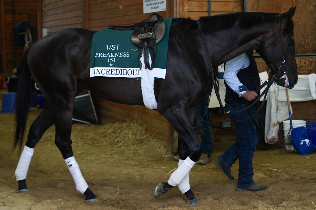 Incredibolt walks through a barn ahead of the 102nd running of the Black-Eyed Susan horse race, Friday, May 15, 2026, at Laurel Park in Laurel, Md. (AP Photo/Julia Demaree Nikhinson)