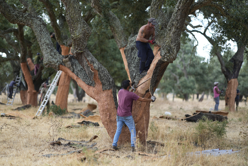Workmen peel off the bark of cork trees, in Rio Frio, Portugal, Thursday, Aug. 28, 2025. (AP Photo/Armando Franca)