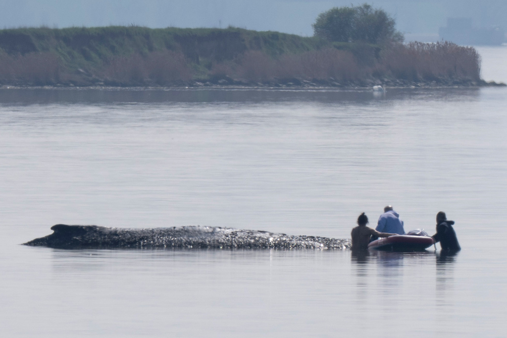Helpers approach a humpback whale that is stuck off near the island of Poel, Weitendorf-Hof, Germany, Thursday, April 16, 2026. (Philip Dulian/dpa via AP)