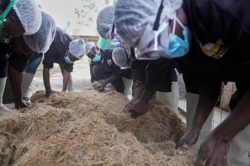 Workers process agricultural waste for use in building house wall and roof insulation at the MycoTile facility at the Kenya Industrial Research and Development Institute in Nairobi, Kenya, Thursday, July 24, 2025. (AP Photo/Brian Inganga) Workers process agricultural waste for use in building house wall and roof insulation at the MycoTile facility at the Kenya Industrial Research and Development Institute in Nairobi, Kenya, Thursday, July 24, 2025. (AP Photo/Brian Inganga)