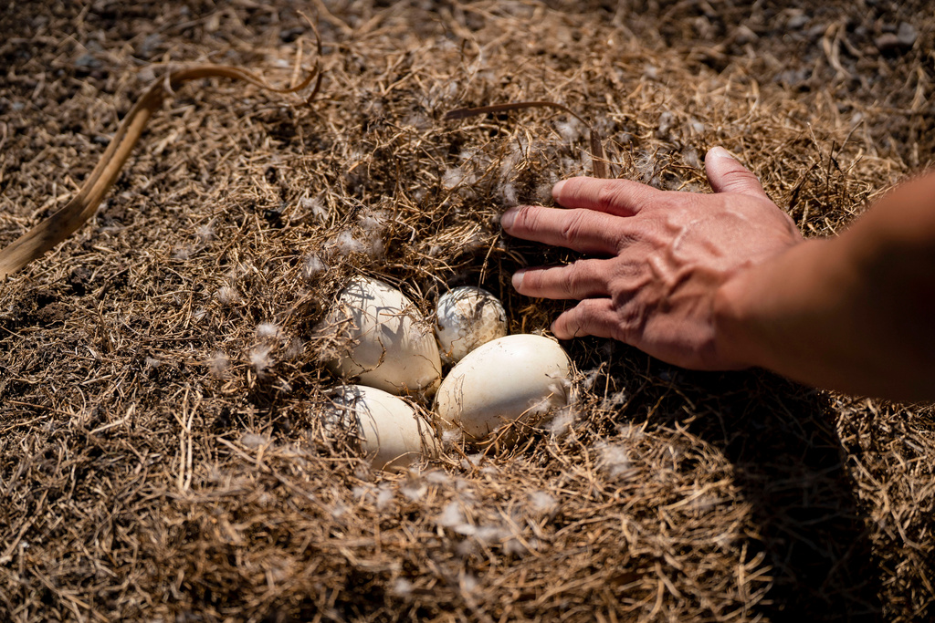 Biologist Raymond McGuire shows an abandoned nene nest containing three eggs and a golf ball at a golf course, Tuesday, Dec. 2, 2025, in Waikoloa Village, Hawaii. (AP Photo/Mengshin Lin)