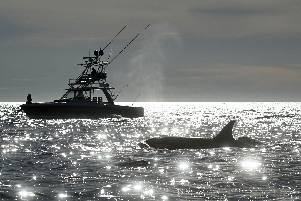 FILE - Two orcas surface near a fishing boat off of Point Loma Monday Jan. 29, 2024, in San Diego. (AP Photo/Denis Poroy, File)