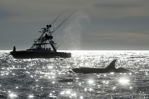 FILE - Two orcas surface near a fishing boat off of Point Loma Monday Jan. 29, 2024, in San Diego. (AP Photo/Denis Poroy, File) FILE - Two orcas surface near a fishing boat off of Point Loma Monday Jan. 29, 2024, in San Diego. (AP Photo/Denis Poroy, File)