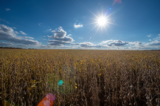 Soybeans grow in a farm field, Thursday, Oct. 23, 2025, in Willow Grove, Del. (AP Photo/Cliff Owen) Soybeans grow in a farm field, Thursday, Oct. 23, 2025, in Willow Grove, Del. (AP Photo/Cliff Owen)